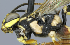 Virgichneumon zebratus