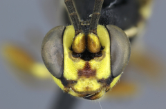 Virgichneumon zebratus