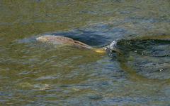 Cyprinus carpio