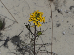 Erysimum teretifolium