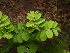 Colutea arborescens