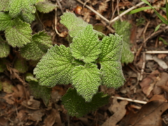 Ballota nigra
