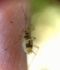 Neomyzus circumflexus