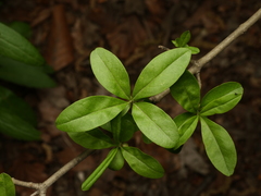 Ligustrum vulgare