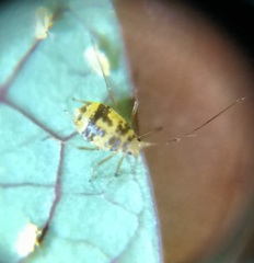 Neomyzus circumflexus