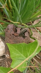 Podarcis muralis