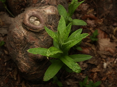 Magnoliopsida