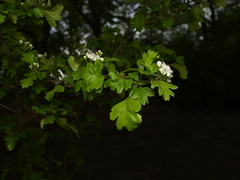 Crataegus monogyna