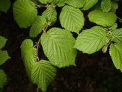 Corylus avellana