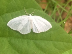 Lomographa vestaliata