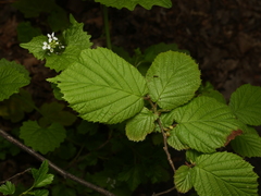 Corylus avellana