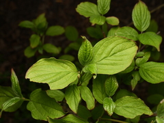 Cornus sanguinea