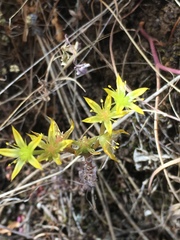 Sedum radiatum