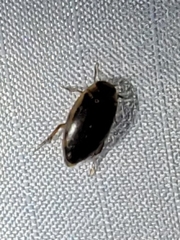 Coptotomus