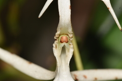 Jumellea stenoglossa