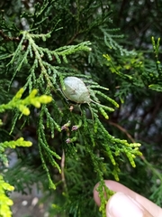 Chlorocoris rufopictus