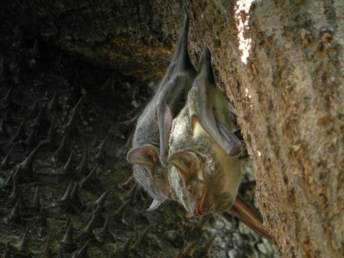 Mauritian Tomb Bat