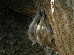 Mauritian Tomb Bat photo 2