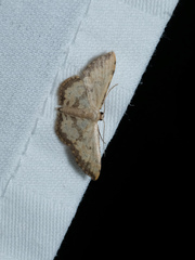 Idaea phaeocrossa