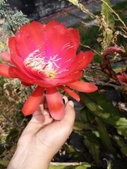 Angiospermae