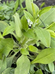 Myosotis sparsiflora