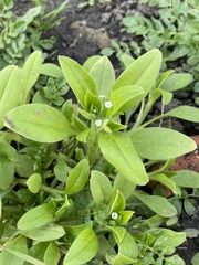 Myosotis sparsiflora