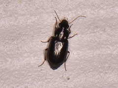 Selenophorus