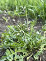 Capsella bursa-pastoris