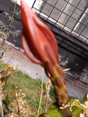 Angiospermae