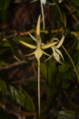 Jumellea stenoglossa