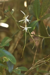 Jumellea stenoglossa