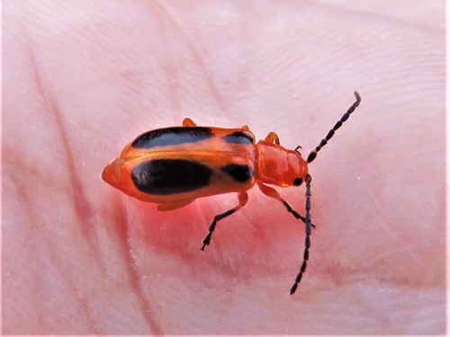 Four-spotted Texas Phyllobrotica photo 4