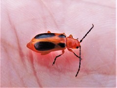 Phyllobrotica sororia