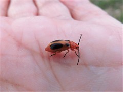Phyllobrotica sororia