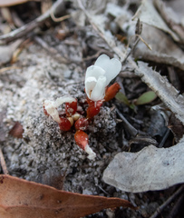 Drosera rosulata
