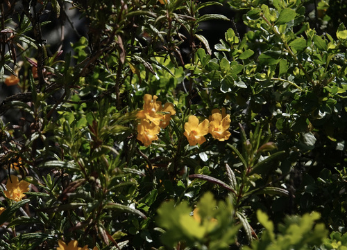 iNaturalist observation photo of orange bush monkeyflower