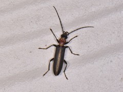 Oxycopis
