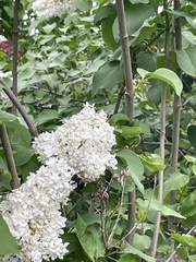 Syringa vulgaris