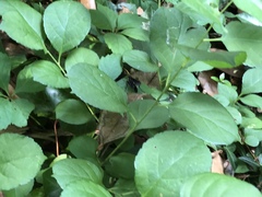 Gnamptopelta obsidianator