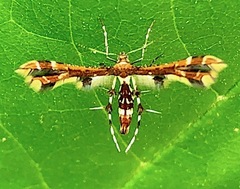 Geina