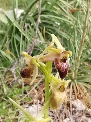Ophrys exaltata archipelagi