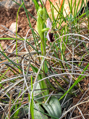 Ophrys bertolonii benacensis