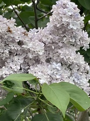 Syringa vulgaris