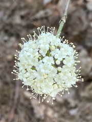 Viburnum
