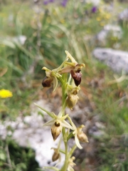 Ophrys exaltata archipelagi