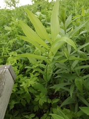 Polygonatum biflorum commutatum