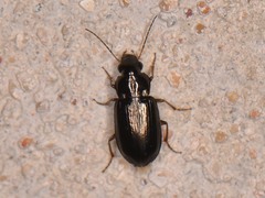 Selenophorus