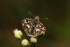 Ernsta dromus