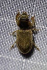 Tropicus pusillus