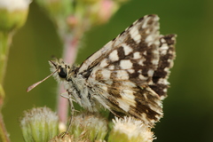 Ernsta dromus